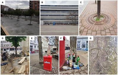 The challenges of urban street trees and how to overcome them